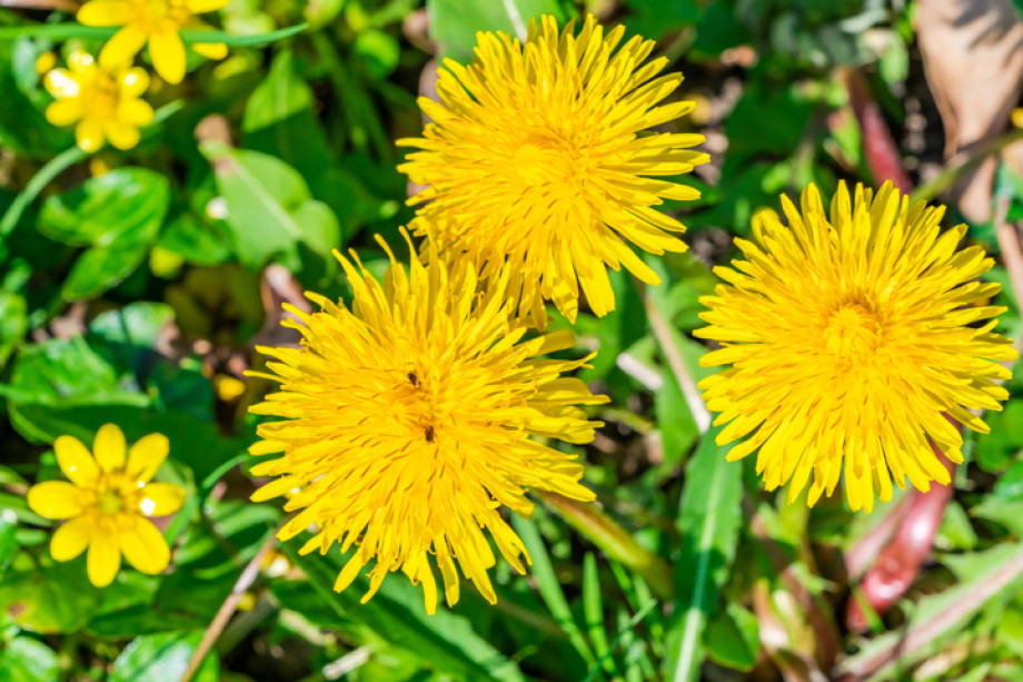 Close up photo of some yellow flowers